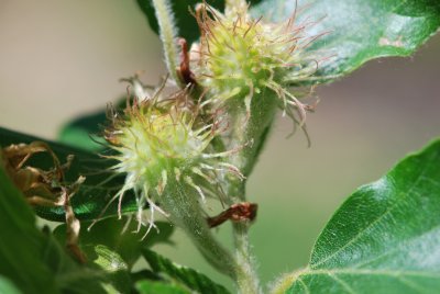 Fagus sylvatica 'Quercifolia' - buk lesní 'Quercifolia' - detail budoucích plodů